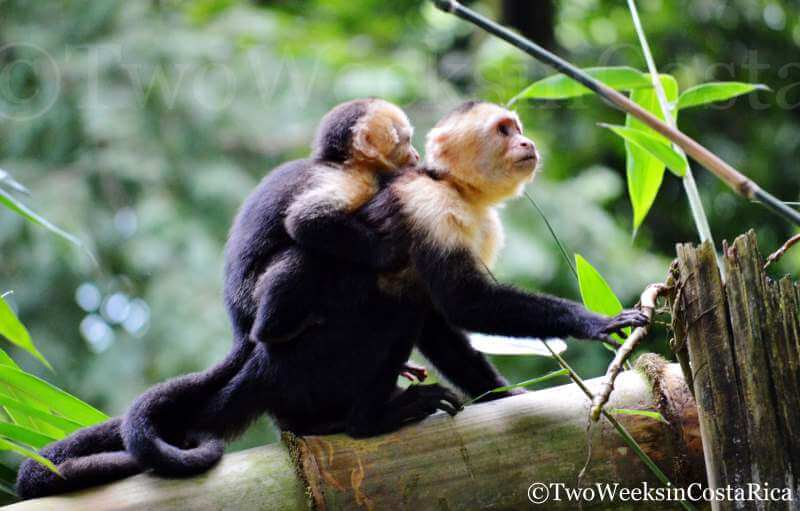 White-faced Monkeys in Manuel Antonio | 2 Week Itinerary for Costa Rica