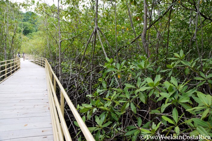 Mangrove Trail - Manuel Antonio National Park