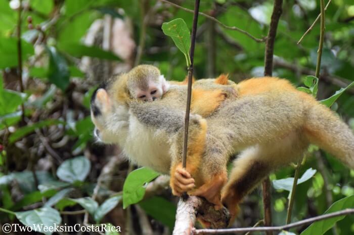 Titi Monkey in Manuel Antonio National Park