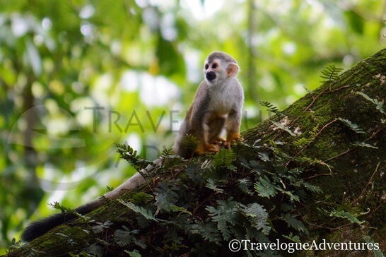 Titi Monkey Costa Rica Image