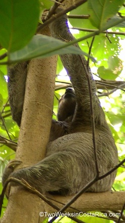 three-toed sloth Costa Rica Picture
