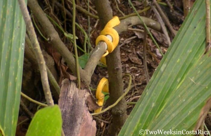 Eyelash Pit Viper at Cahuita National Park, Costa Rica