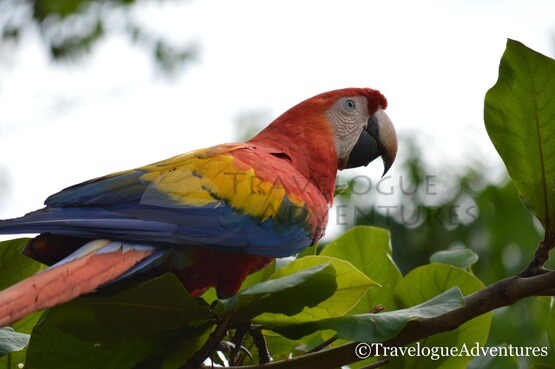 Scarlet Macaw Corcovado Image