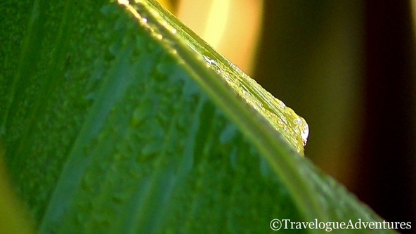Leaf with dew picture