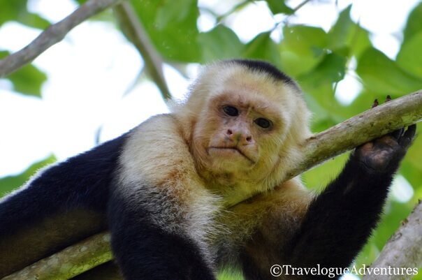 White-faced monkey Costa Rica Picture