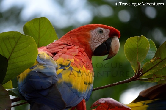 Scarlet Macaw in Costa Rica Image