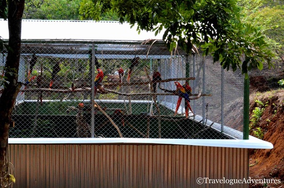 Scarlet Macaw Enclosure Image