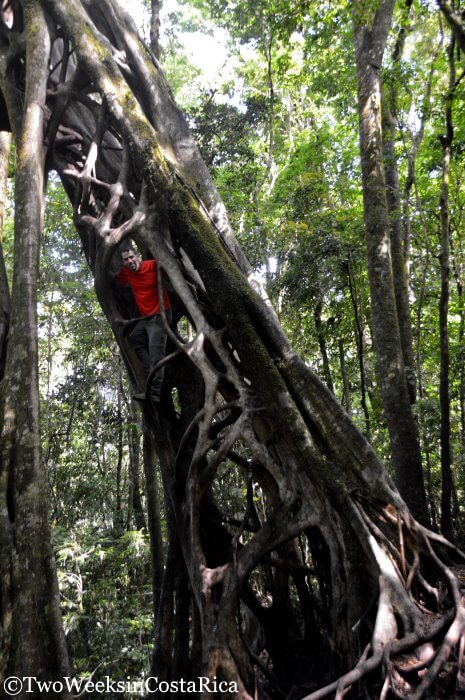 Climbing the ficus tree in Monteverde 