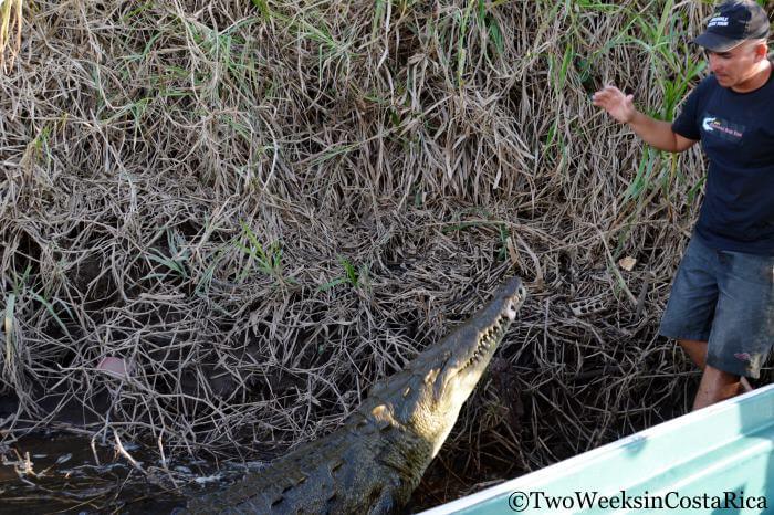 Crocodile Tour Guide | Two Weeks in Costa Rica
