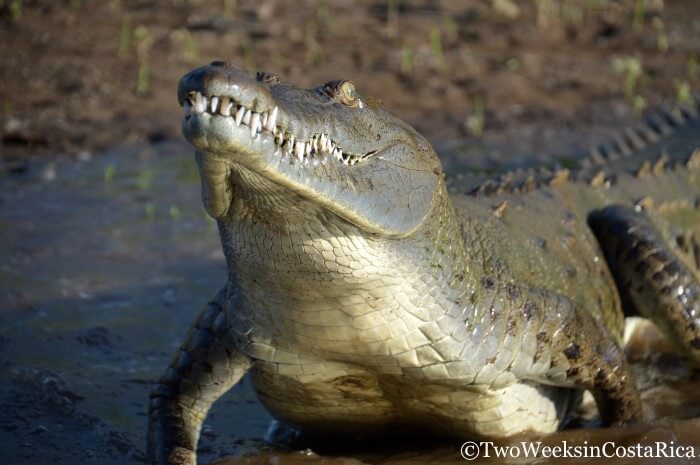 Jose's Crocodile Man Tour | Two Weeks in Costa Rica