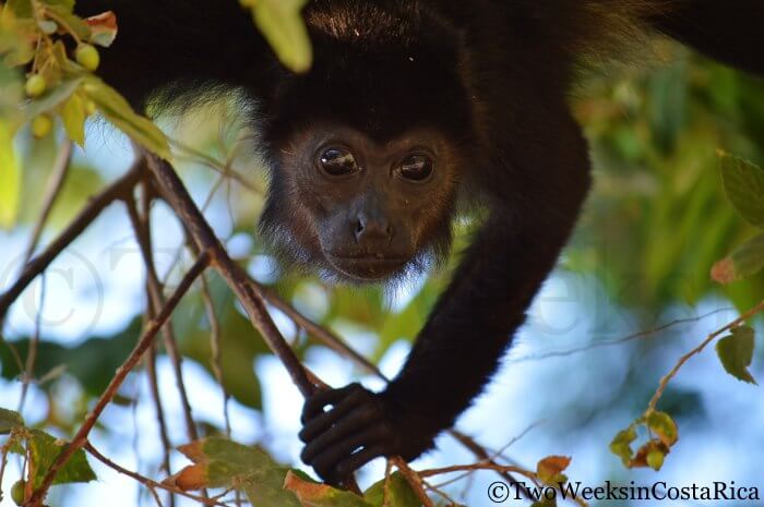 Monkey in Nosara | Two Weeks in Costa Rica