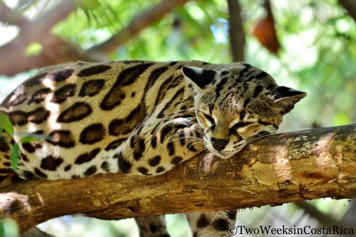 Ocelot at Las Pumas Rescue Center | Two Weeks in Costa Rica