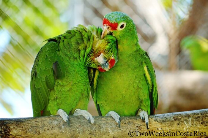 Red-lored Parrots at Las Pumas Rescue Center | Two Weeks in Costa Rica