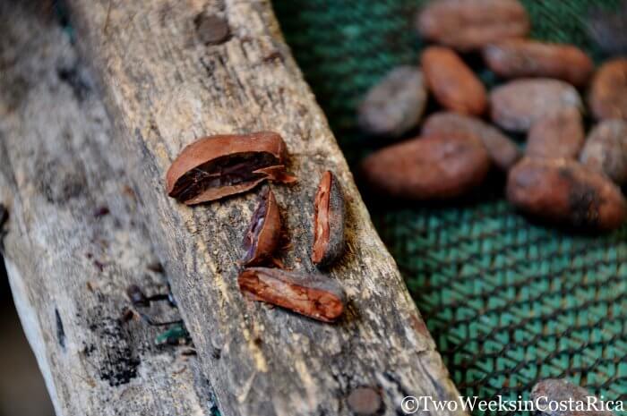 Cacao Beans, La Iguana Chocolate | Two Weeks in Costa Rica