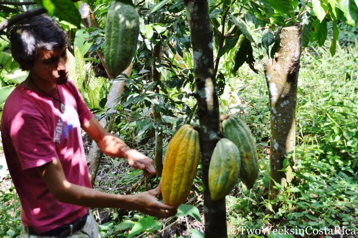 La Iguana Chocolate | Two Weeks in Costa Rica