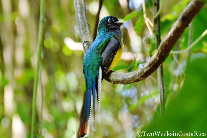 Gartered Trogon in Carara National Park, a birding hotspot in Costa Rica.
