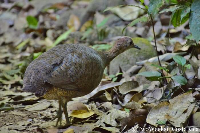Great Tinamou in Carara National Park | Two Weeks in Costa Rica