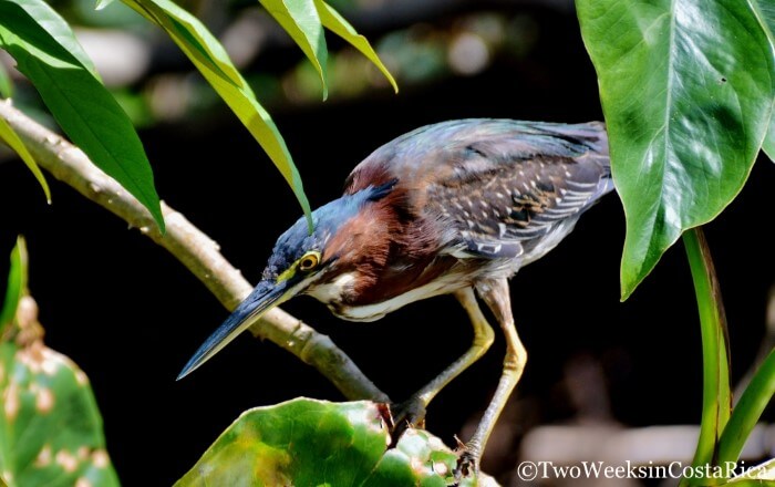 Green Heron | Tips for Visiting Tortuguero National Park