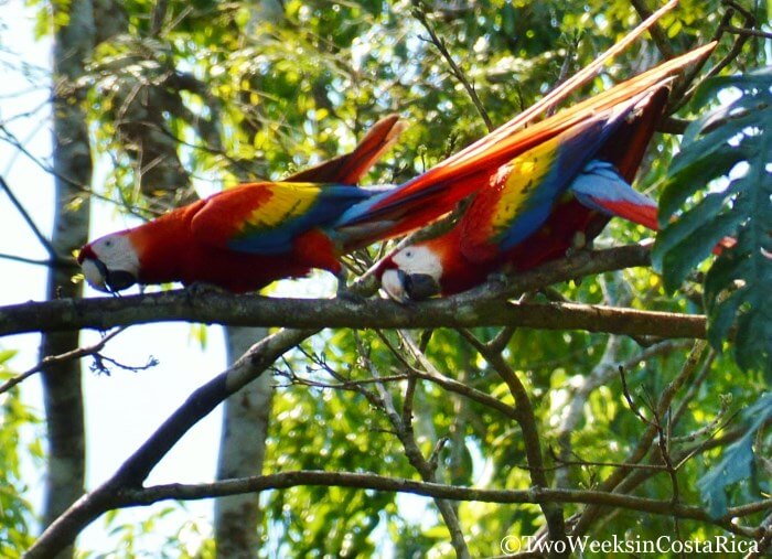 Scarlet Macaws Mating in Carara National Park, a birding hotspot in Costa Rica.