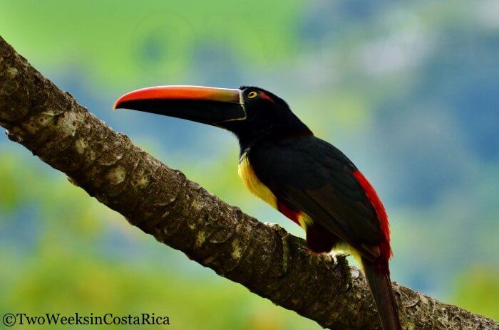The Alexander Skutch - Los Cusingos Reserve | Two Weeks in Costa Rica