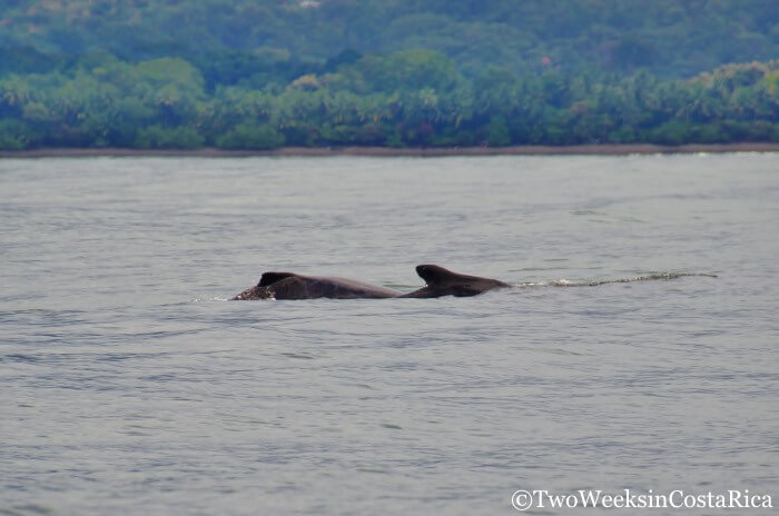 Whale Watching in Costa Rica | Two Weeks in Costa Rica