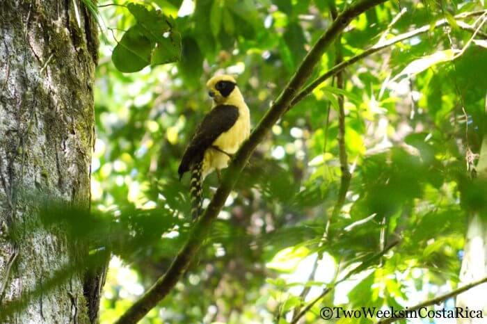 Laughing Falcon at Los Cusingos | Two Weeks in Costa Rica