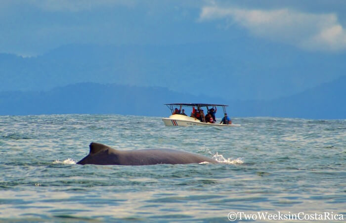 Whale Watching Tour in Costa Rica | Two Weeks in Costa Rica