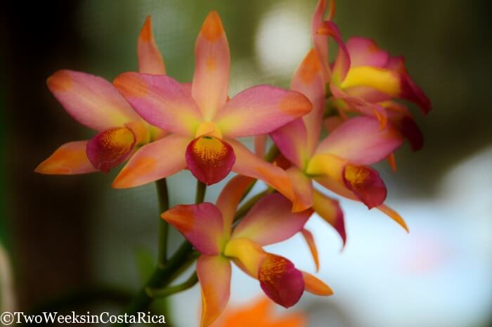 Costa Rica's Botanical Orchid Garden