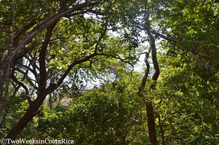 Lomas Barbudal Biological Reserve: An Oasis of Green in Guanacaste