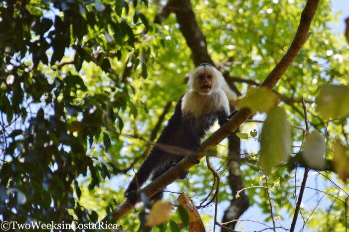 White-faced monkey in Lomas Barbudal Biological Reserve