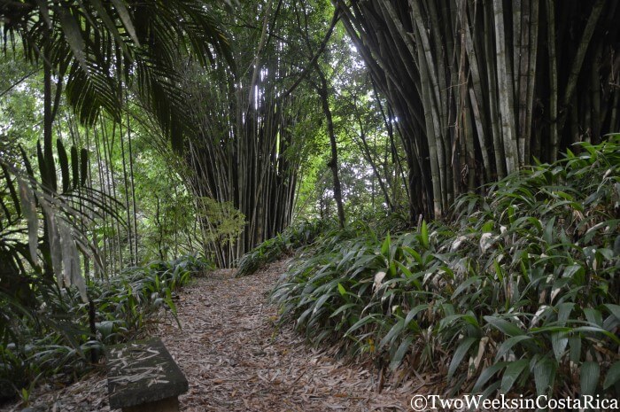 Towering bamboo at Wilson Botanical Garden