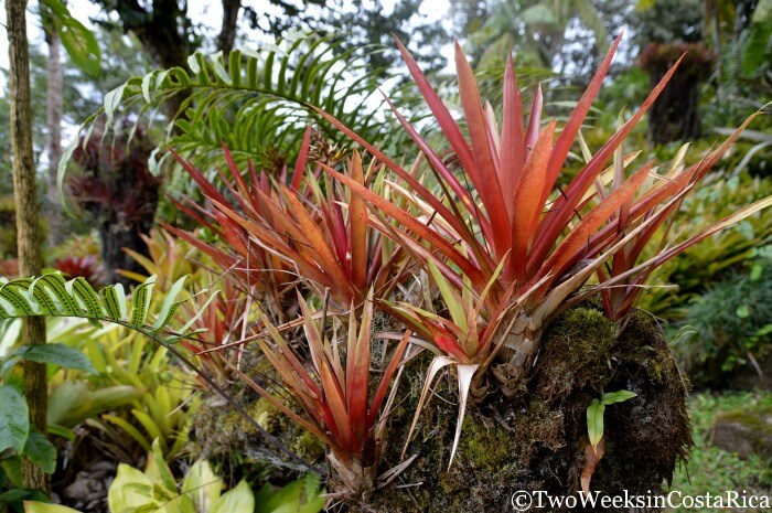 A few of the many bromeliads at Wilson Botanical Garden