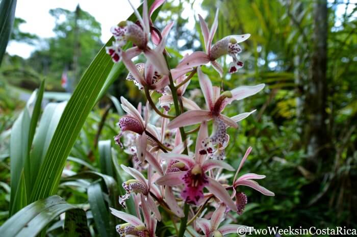 Orchids at Wilson Botanical Garden
