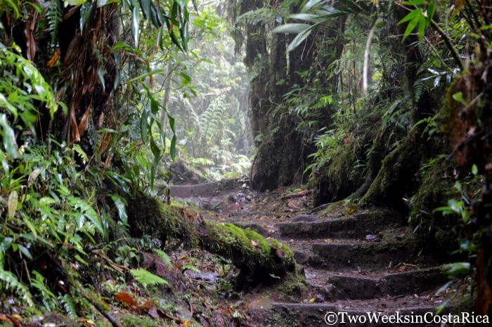 Trail Conditions at the Monteverde Cloud Forest Reserve