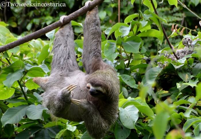 Seeing a sloth in Manuel Antonio National Park