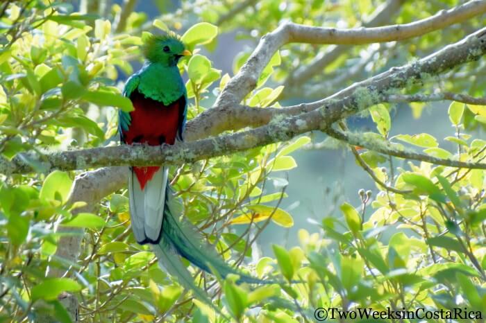 Things to Do in SanGerardo de Dota, Costa Rica - Birding for Resplendent Quetzals