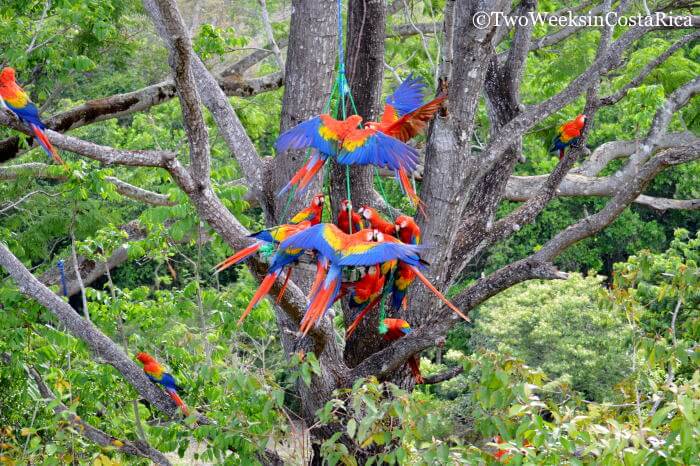 Scarlet Macaws at Macaw Recovery Network