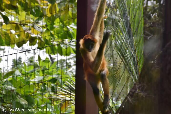 Spider Monkey at Diamante Ecopark Guanacaste