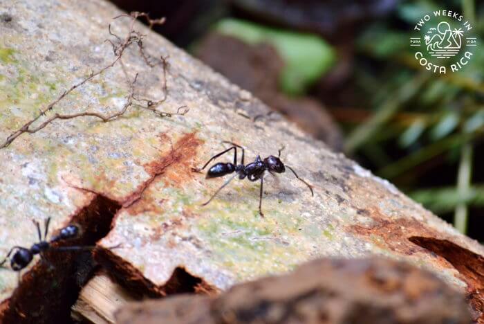 Bullet Ant Costa Rica