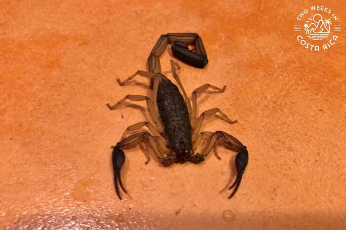 Brown Scorpion Costa Rica