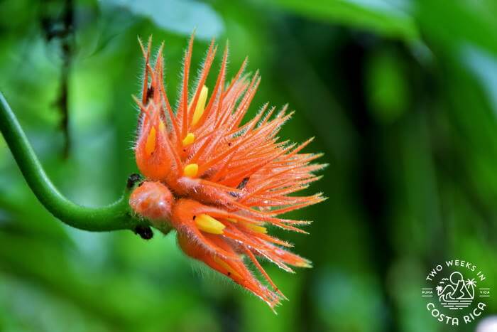 Orange Spiky Flower Orosi 