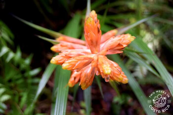 Orange flower Tapanti National Park