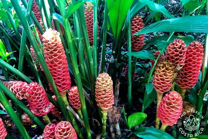Beehive Ginger Arenal