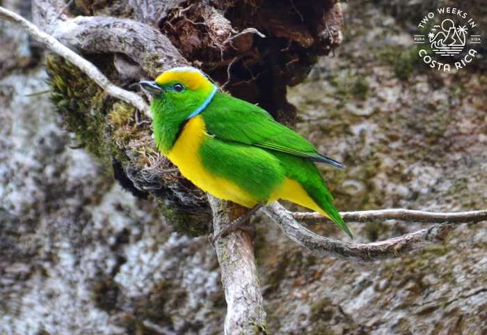 Bird Cloud Forest Costa Rica