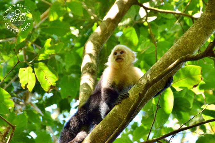 Monkey Heliconias Rainforest Lodge Bijagua