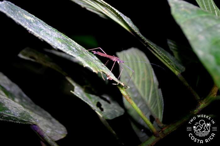 Insects night tour Tapir Valley
