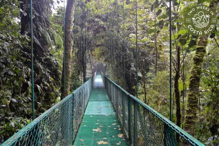 Hanging Bridge Selvatura Park