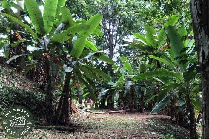 Plantain and Banana trees Costa Rica