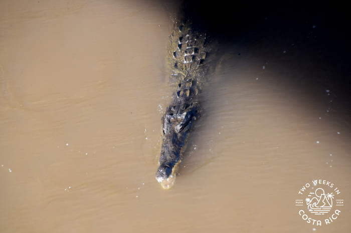 Crocodile in Rio Tarcoles