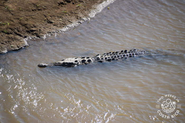 Crocodile under Tarcoles River Bridge